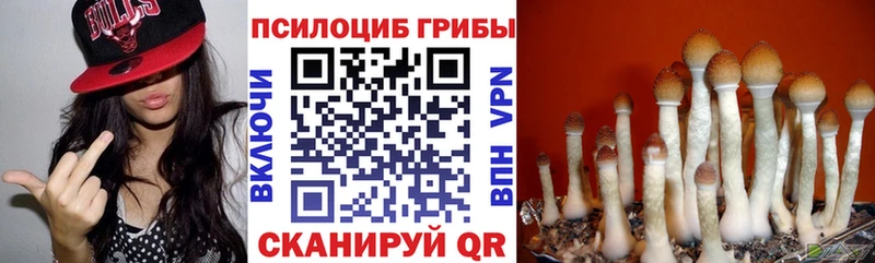 купить наркотики цена Дзержинск Псилоцибиновые грибы GOLDEN TEACHER